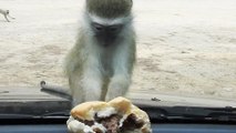 Un singe essaie d'attraper un hamburger derrière un pare-brise