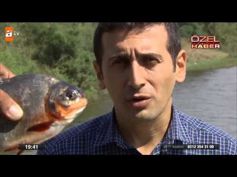 Gölette canavar balık paniği - atv Ana Haber