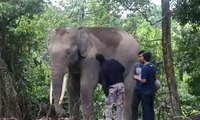 Dua Gajah Sumatera Mati, Pemerintah Diharap Tegas