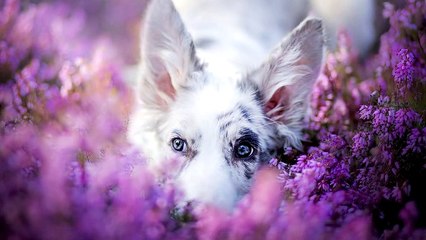 Nhấn mí Hàn Quốc giải pháp trị mí lót hot nhất năm 2017