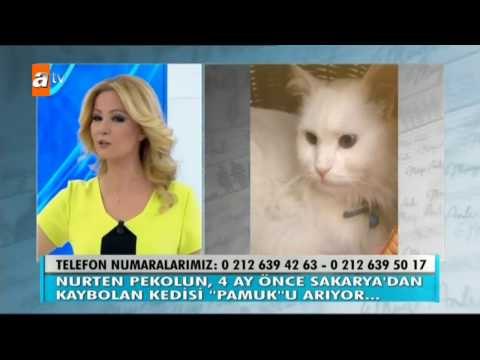 4 ay önce Sakarya'da kaybolan kedi Pamuk aranıyor - Müge Anlı İle Tatlı Sert 1785. Bölüm - atv
