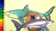 Köpekbalıkları çizme - Boyama sayfaları - çocuklar için çizim - çocuklar için renk öğrenme