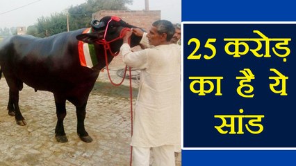 Shahenshah: A Bull whose cost is rupees 25 crores, Know why | वनइंडिया हिंदी