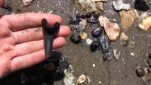 Hunting Fossilized Shark Teeth on the Beaches of South Carolina