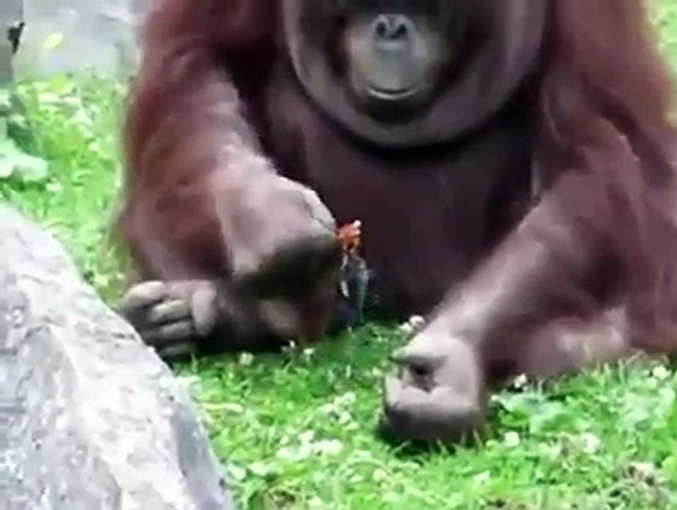 Un orang-outan plein de délicatesse sauve un oiseau en utilisant son intelligence - Par Flash Actu