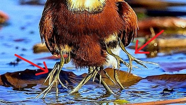 Đau lòng cảnh chim trống nuôi con lại còn bị chim mái phù thuỷ đe doạ các chim non