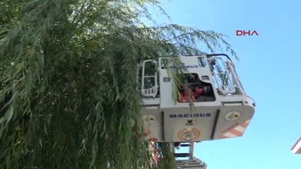 Bolu Ağaçta Mahsur Kalan Kediyi İtfaiye Kurtardı