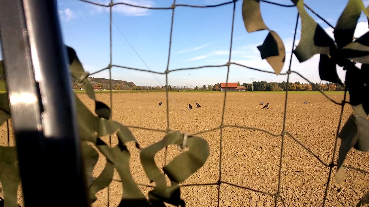 Krähe landet mitten zwischen den Lockvögeln