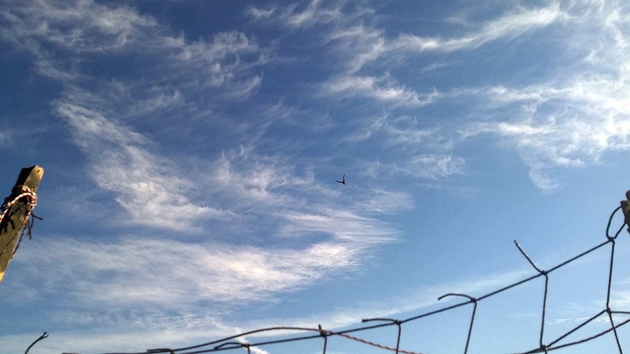 Krähen kreisen über meinem Lockbild bei der Jagd