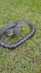 Il filme un python et manque de se faire mordre