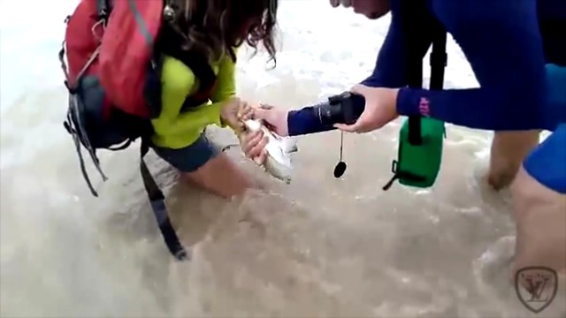 Une touriste se fait mordre la main par un requin