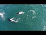 Killer Whales Observed Playing With Seabird in Monterey Bay