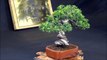 Bonsai -Chiltern Bonsai Society Annual Show - The Show Trees Part 2 by mikbonsai