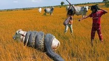 Brave Cowgirls Catch Big Anaconda While Guarding Their Cows - Anaconda Attack Cows