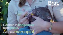 Le wombat, un des animaux les plus étranges au monde