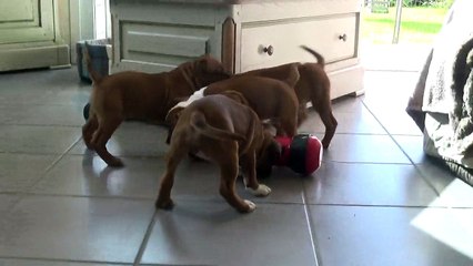 102ème Vidéo On mange tout en s'amusant à STAFFORDLAND