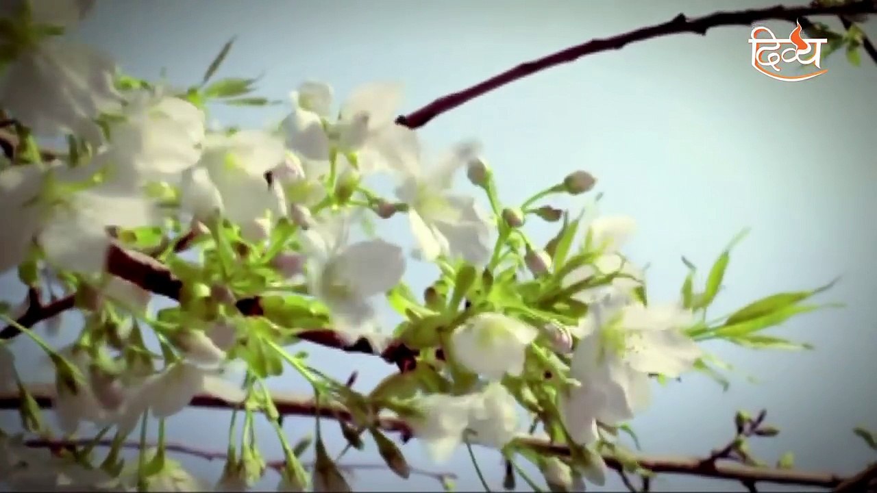 Tum Divya Ho | Theme Song | Channel Divya | Tum Divya Ho 2