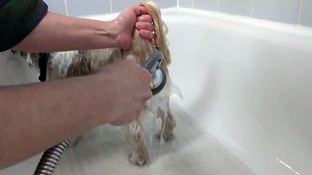 How to bathe a Shih Tzu or a Brachycephalic Breed