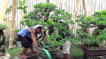 A Day in the Life of Bonsai Iligan: Repotting a Man Size Premna
