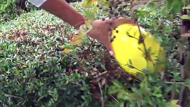 FROZEN ELSA EASTER EGG HUNT Kinder Surprise Eggs Shopkins Disney Sophia Sarah Toys to See