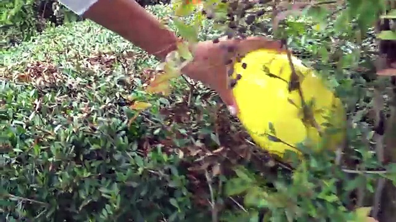 FROZEN ELSA EASTER EGG HUNT Kinder Surprise Eggs Shopkins Disney Sophia Sarah Toys to See