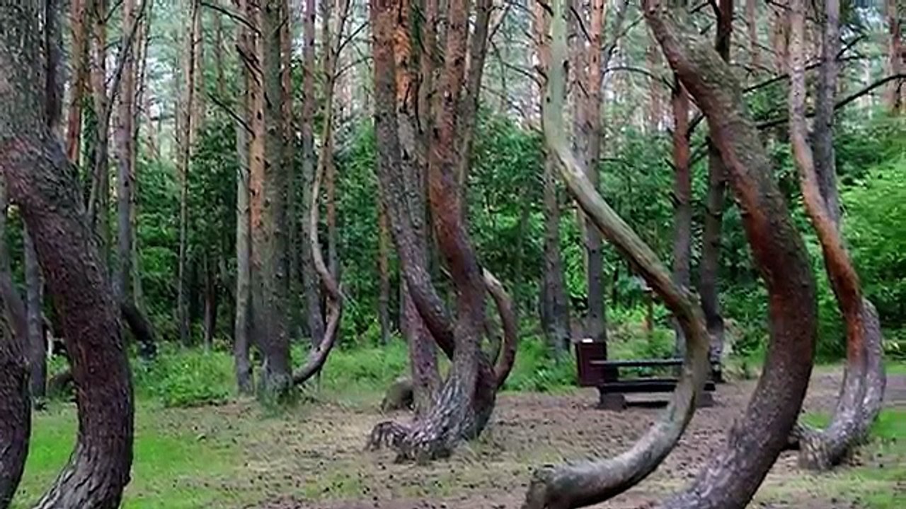 12 Scariest Things Found In The Woods