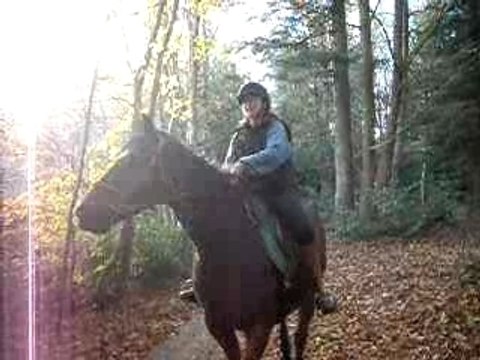 ballade en forêt à cheval
