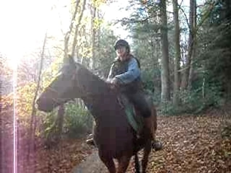ballade en forêt à cheval