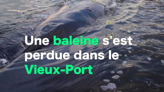 Une baleine retrouvée dans le Vieux-Port de Marseille