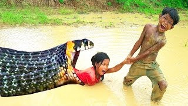 Wow!! Brave Little Sister And Brother Catch Very Big Snake While Finding Snails (Part 3)