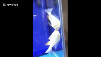 Fish in tank lock lips while other fish in tank stare at them