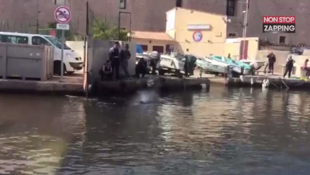 Marseille : Une baleine de dix mètres retrouvée coincée dans le Vieux Port (Vidéo)