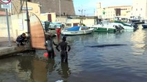 Insolite : une baleine égarée dans le Vieux-Port