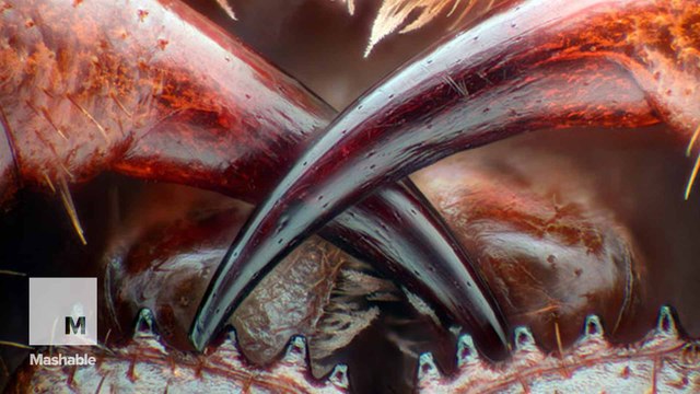 Incredible microscopic footage captures the invisible movement of life itself