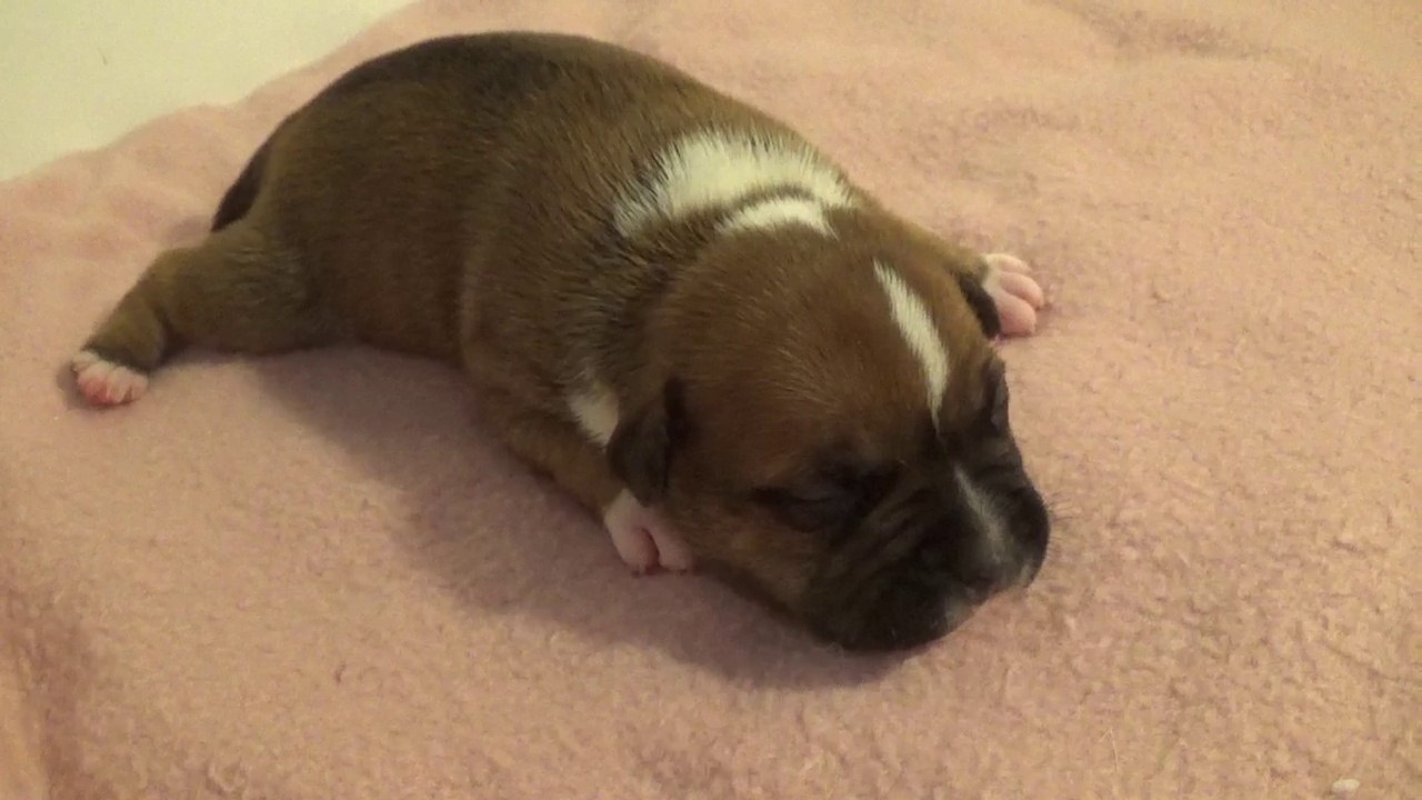 2ème Vidéo DRAGON n°1 Chiot de la 30ème portée de STAFFORDLAND