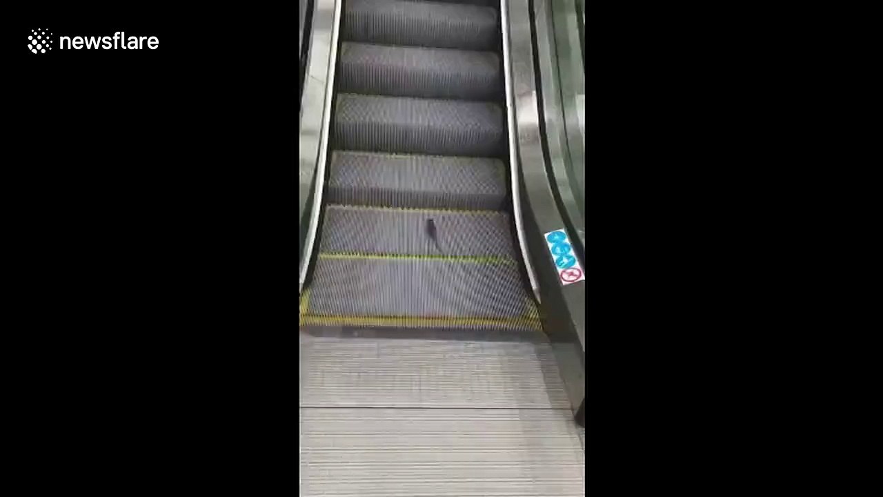 Rat uses escalator as treadmill