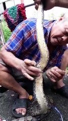 Man Stitches Up Boa's Wound