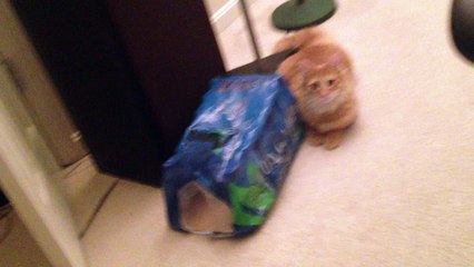 Playful Cat Loves the Laser Pointer