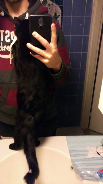 Cat Craving Attention