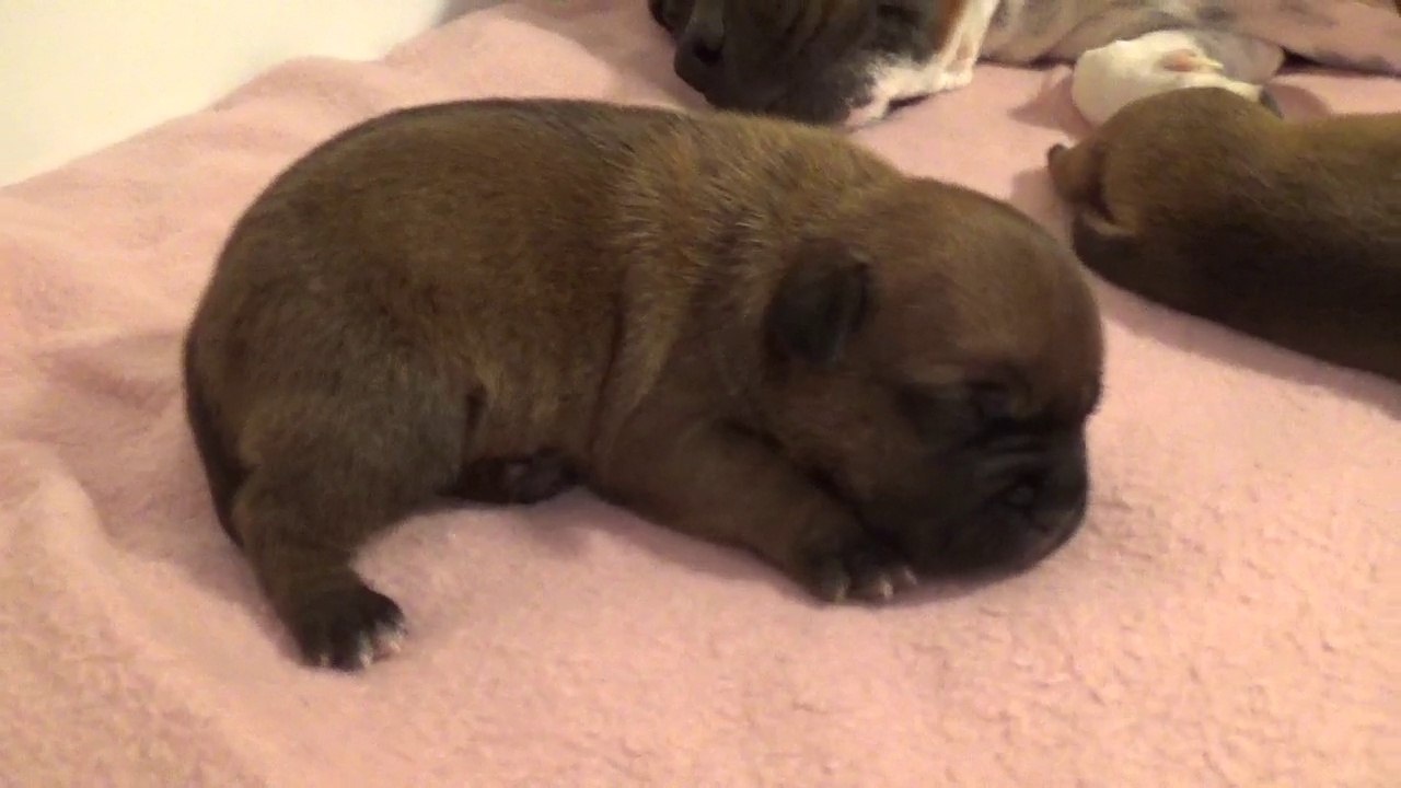 5ème Vidéo DRAGON n°4 Chiot de la 30ème portée de STAFFORDLAND