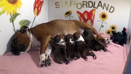 6ème Vidéo Maman LUNA et ses petits dragons chiot de la 30ème portée de STAFFORDLAND