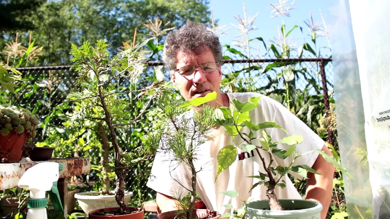 Trunk Chopping a Bonsai Tree, Aug 2016