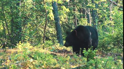Archery-style Bear Hunting