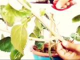ऐसे लगाए कटिंग्स बिना रुट हार्मोन /How to Grow Cuttings Without Rooting Hormone // Mammal Bonsai