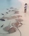 Il nourrit des dizaines de Raies et de requins sauvages sur la plage