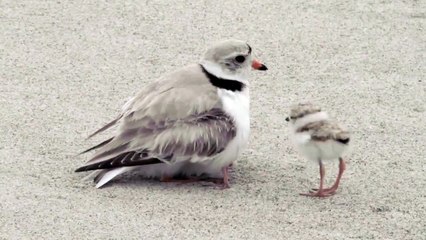 Combien de bébés sont cachés sous cet oiseau... Adorable!