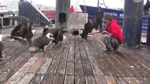 Ce pêcheur d'Alaska nourrit une dizaine d'aigles d'amérique sur le ponton
