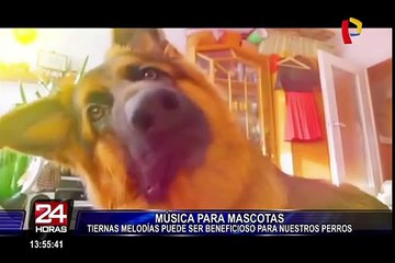 Algunas canciones pueden mejorar la calidad de vida de su mascota