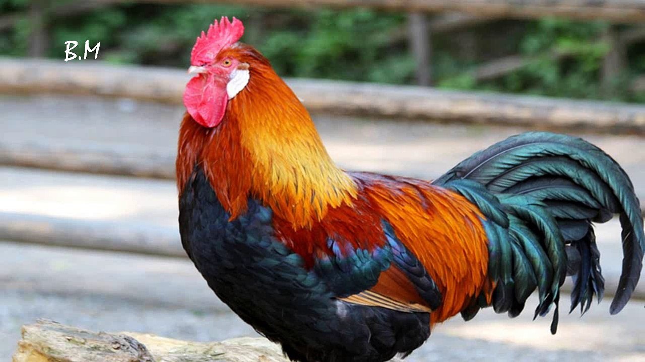 Το κοκοράκι (Όταν θα πάω κυρά μου στο παζάρι) ...