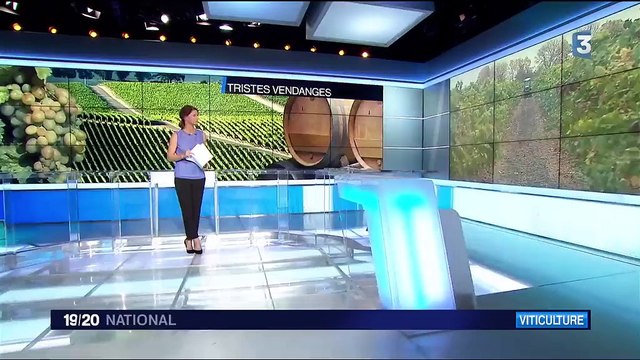 Vendanges : mauvaise année 2017 pour les viticulteurs